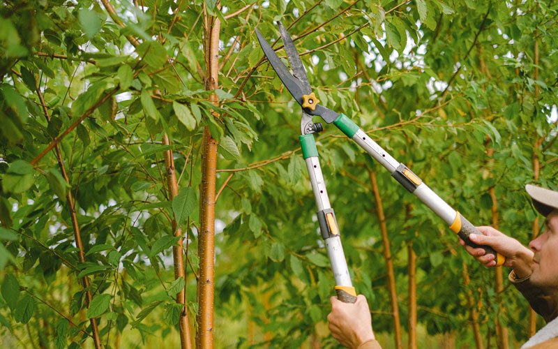Tree trimming in Eddyville, IL